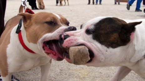 Двама насъскаха питбул срещу хора заради забележка