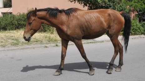 Двама в ареста на Ихтиман за кражба на три коня 