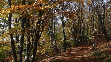 ЕК нареди на България да анулира заменки с горски имоти 