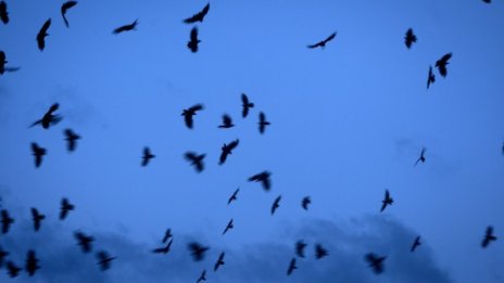 Холандски роботи ще предпазват летищата от птици