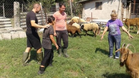 ГЕРБ с още помощ след потопа: Купи крави, шиле и кози