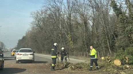Дърво падна върху кола на "Цариградско шосе", пострадала е жена