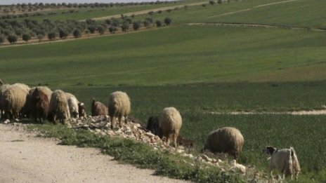 Сметната палата откри нарушения в търгове на Агенцията по храните
