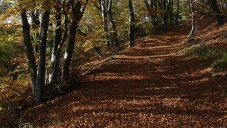 Утре: Облачно и мъгливо 