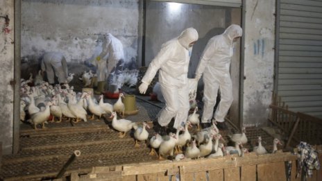 Силно патогенен щам на птичия грип е открит в Холандия