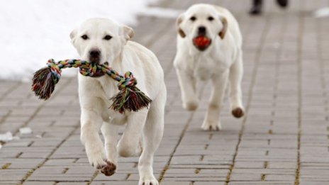 Терапия с животни превъзпитава затворници в италиански затвор