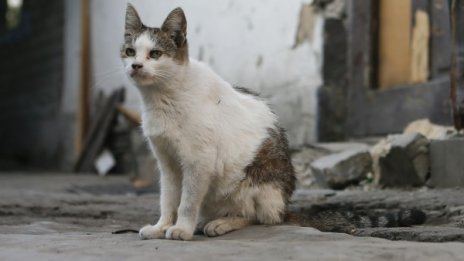 Котка оцеля шест седмици в комин