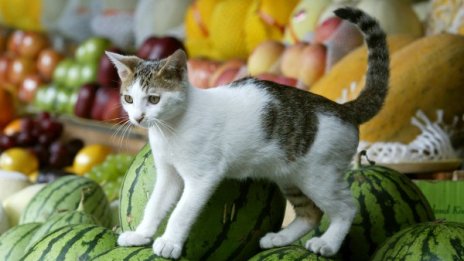 Хванаха камион с котки в Ханой, карали ги за ресторант