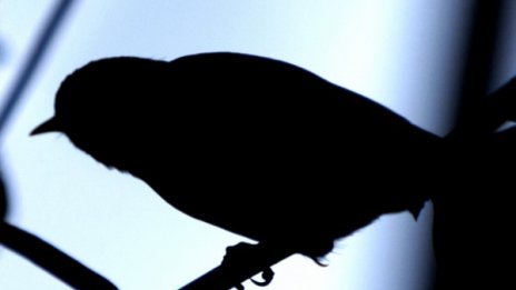 От РИОСВ-Пловдив конфискуваха защитени пойни птици