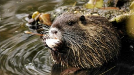 Нутрии "почистиха" канал в пазарджишко село