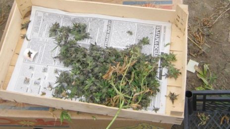 Арестуваха 16-годишен за канабис в Дупница