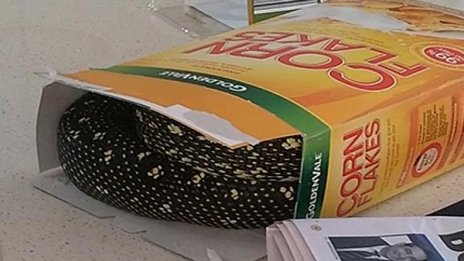 Закуска за шампиони: питон в зърнена закуска