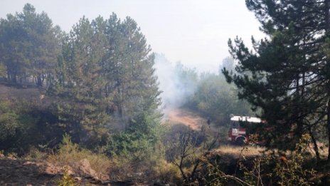 Гората ни ще я има, сигурен е зам.-министър 