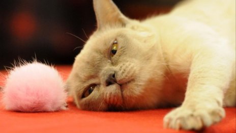 Котешки неволи: "Шумна" котка ръмжи като куче