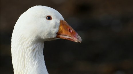 Разбити сърца на Острова: Убиха гъската Кейт