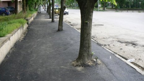 "Асфалтирани" дървета във видински капан!