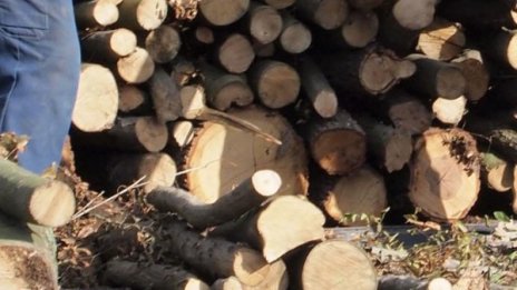 Дървесината с допълнителна маркировка за 6 млн. лв.