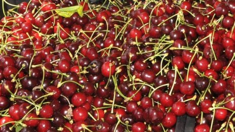 Ядем плодове и... огладняваме 