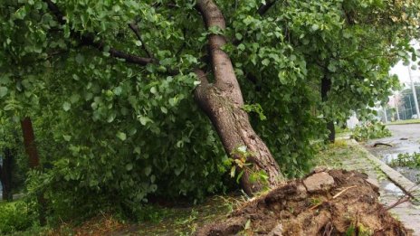 Спряха движението край Сточна гара заради наклонено дърво