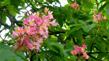 До обяд слънчево, после дъжд за кратко 