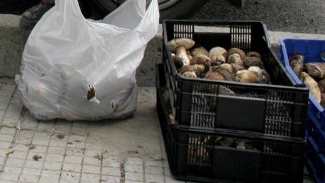 Гъбите в Смолянско подкараха след дъждовете 