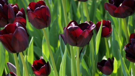 Остава хладно и ветровито, а е края на юни