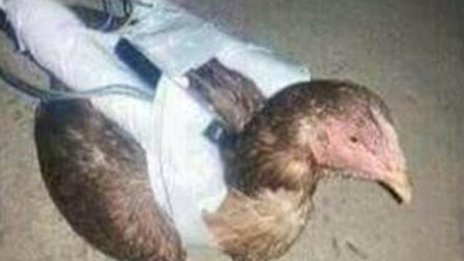 Кокошки камикадзета воюват за Ислямска държава