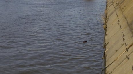 Нивото на Дунав у нас продължава да се понижава