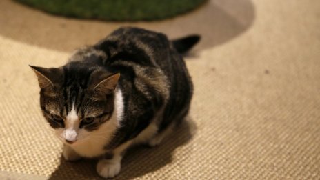 Котка корабокрушенец оцеля в потънала моторница