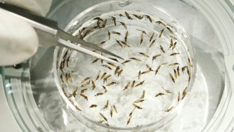 Жегите връщат маларията и марсилската треска у нас