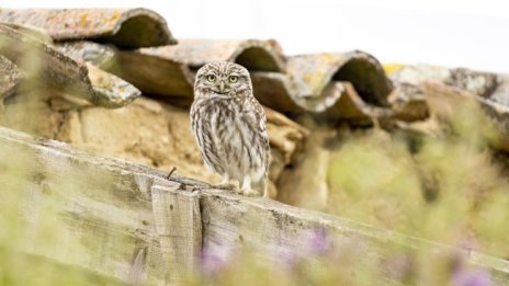 Какво символизира чуването или виждането на кукумявка