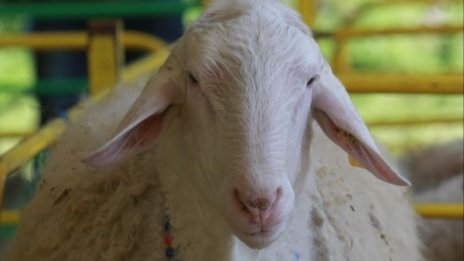 Българинът все по-болен от храни с неясен произход