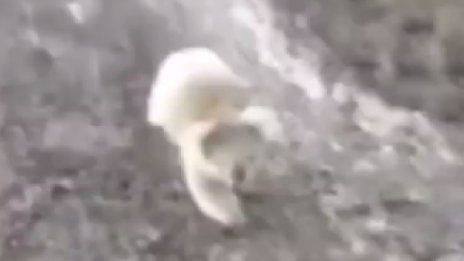 Да те подгони подивяла... коала