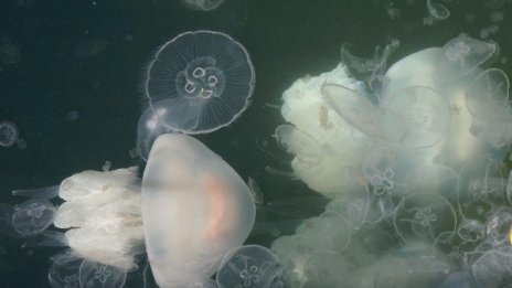 Морето завря от медузи на юг от Бургас