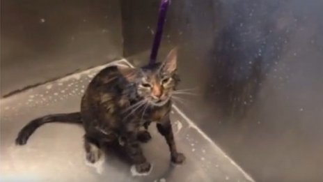 Котешки неволи: Стига толкова... каза тя!