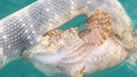 Битката на смъртоносните: Морска змия срещу риба-камък