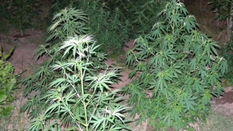 Откриха нива с канабис около Петрич