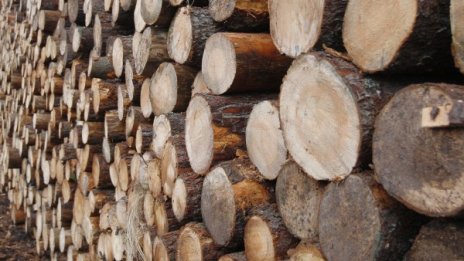 Уволниха горски инспектори, скрили незаконна сеч