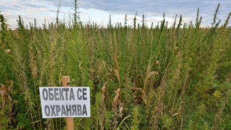 Закопчаха младеж, докато си бере канабиса