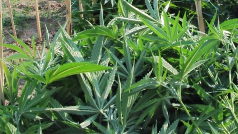 Закопчаха трима за 2,3 кг канабис