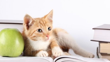 Знаете ли, че... в Швейцария консумацията на котешко е легална?
