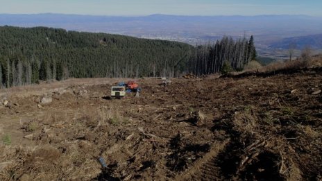 Възстановяват изкоренената гора на Витоша 