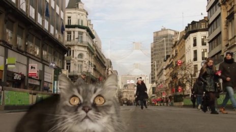 Котките, впрегнати да връщат туристите в Брюксел