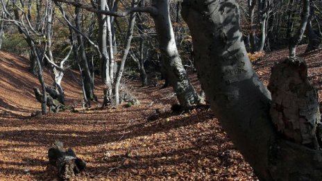 Предколедно - радваме се на слънчево и топло време