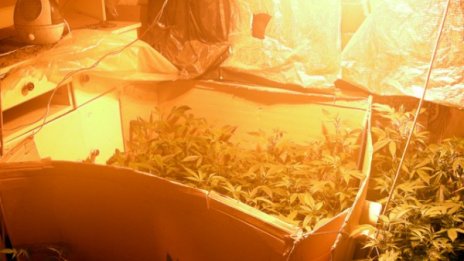 Разкриха оранжерия за канабис в Добричко