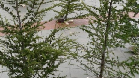 Откриха незаконни елхи &ndash; без документи и пластини