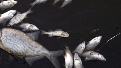 210 килограма незаконна пъстърва хванаха в Бургаско