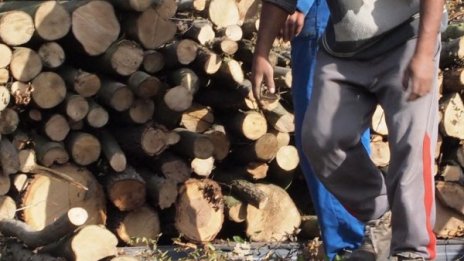 Роми секат незаконно в Западния парк в София