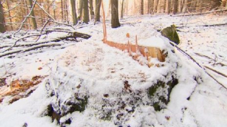 900 бука "паднаха жертва" на незаконна сеч в Етрополе
