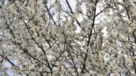 Слънчево време и около 15°С ни чакат днес 